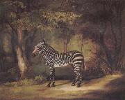 George Stubbs A Zebra painting